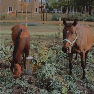 Meet your Posher, Sydney